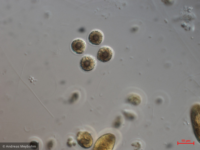 Gonium_sociale_1271083603 - Chlorophyta Chlorophyceae Volvocales Gonium sociale