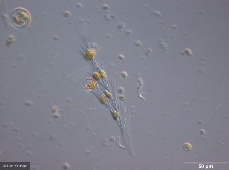 Dinobryon_sociale_1250164403 - Heterocontophyta Chrysophyceae Ochromonadales Dinobryon sociale