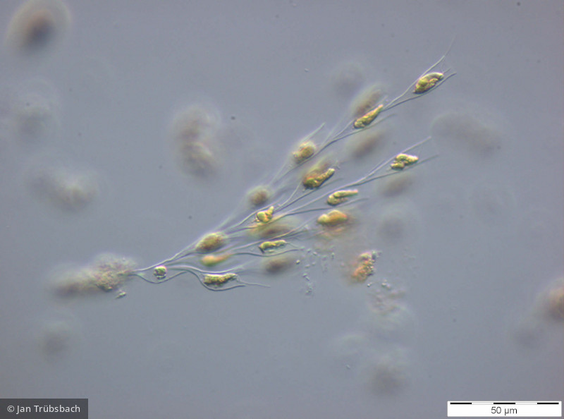Heterocontophyta Chrysophyceae Ochromonadales Dinobryon sociale