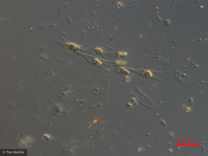 Heterocontophyta Chrysophyceae Ochromonadales Dinobryon sociale