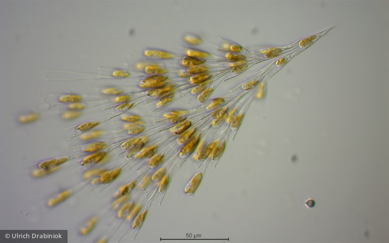 Heterocontophyta Chrysophyceae Ochromonadales Dinobryon sociale