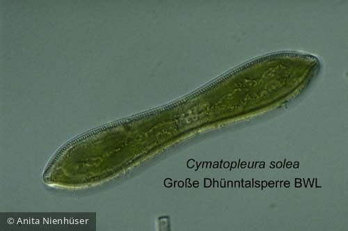 1219149214Cymatopleura soleo_ATT - Heterocontophyta Bacillariophyceae Pennales Cymatopleura solea