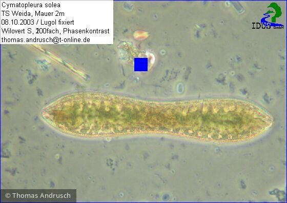 Cymatopleura_solea_1238685515 - Heterocontophyta Bacillariophyceae Pennales Cymatopleura solea