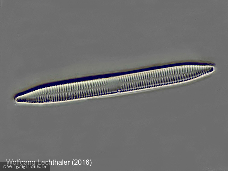 Fragilaria sp. · Heterocontophyta Bacillariophyceae Pennales · 1000x