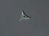 Goniochloris_sp._1227622789