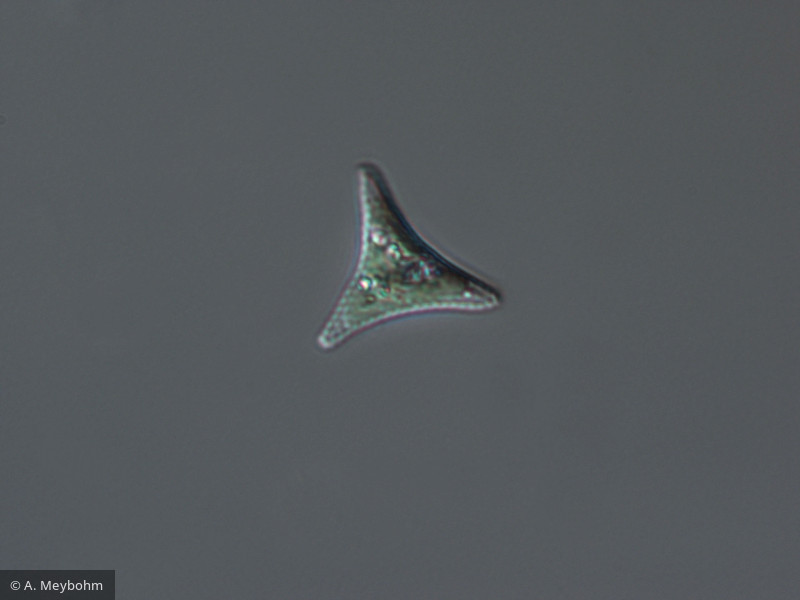 Goniochloris_sp._1227622789 - Heterocontophyta Xanthophyceae Mischococcales Goniochloris sp.