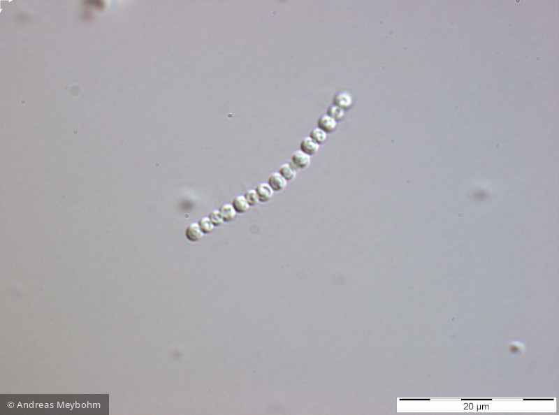 Komvophoron_sp._1269445959 - Cyanobacteria Cyanobacteria Oscillatoriales Komvophoron sp.