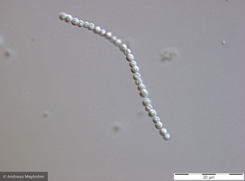 Komvophoron_sp._1271149056 - Cyanobacteria Cyanobacteria Oscillatoriales Komvophoron sp.