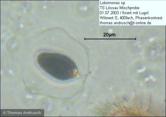 Chlorophyta Chlorophyceae Volvocales Lobomonas sp.