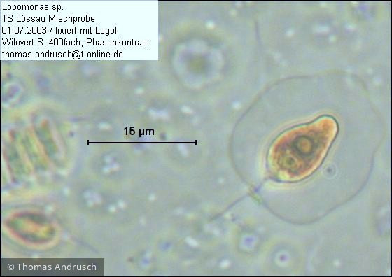 Chlorophyta Chlorophyceae Volvocales Lobomonas sp.