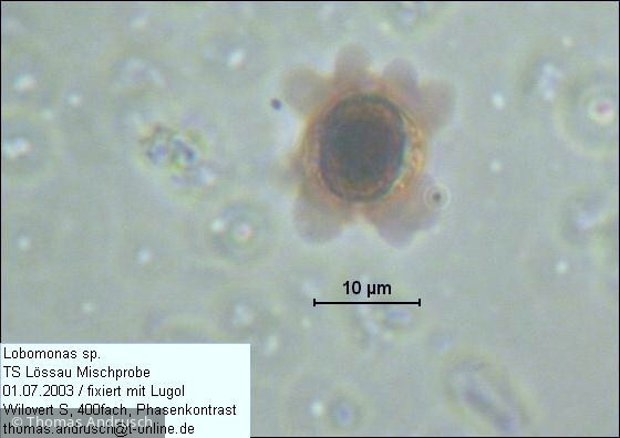 Chlorophyta Chlorophyceae Volvocales Lobomonas sp.