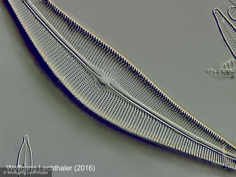 Heterocontophyta Bacillariophyceae Pennales Cymbella sp.