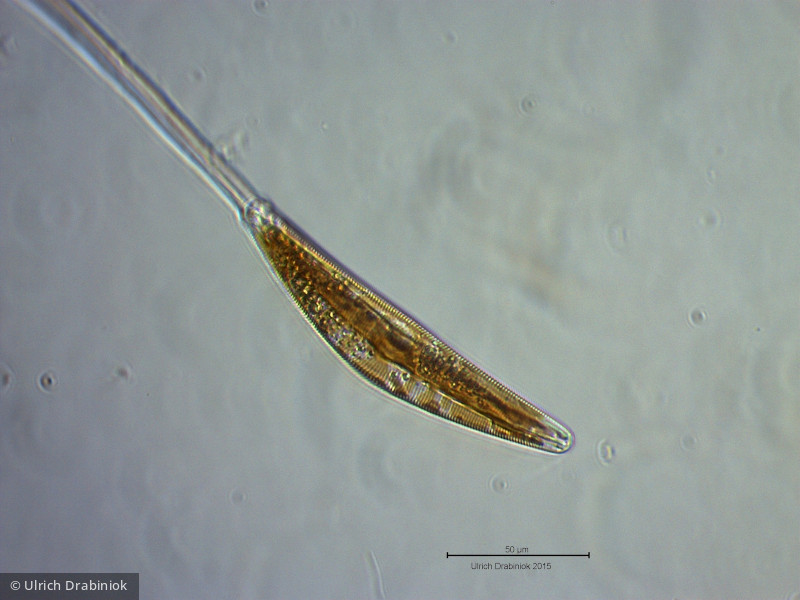Heterocontophyta Bacillariophyceae Pennales Cymbella sp.