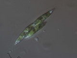 Elakatothrix_sp._1220860861