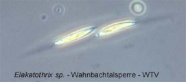 1219299689Elakatothrix_sp