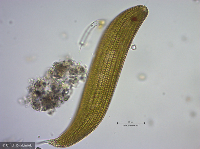 Euglenophyta Euglenophyceae Euglenales Lepocinclis spirogyroides