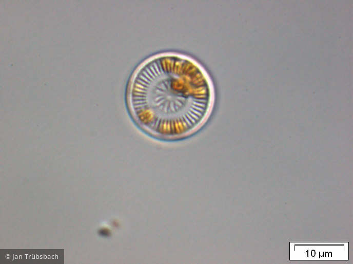 Cyclotella_stelligera_1253625209 - Heterocontophyta Bacillariophyceae Centrales Discostella stelligera