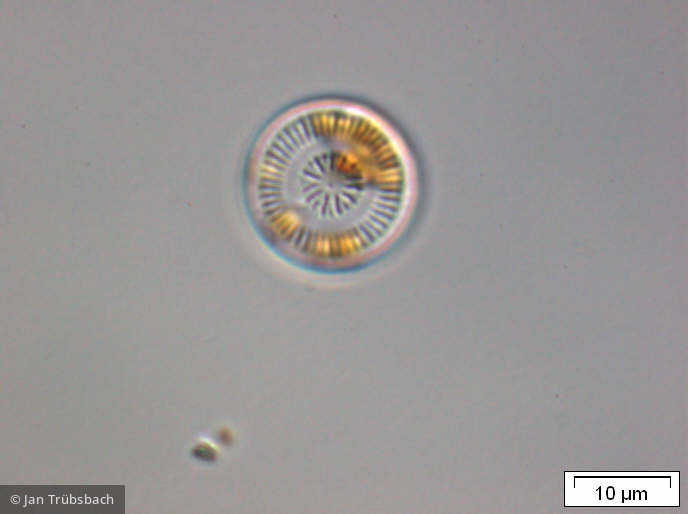 Cyclotella_stelligera_1253625303 - Heterocontophyta Bacillariophyceae Centrales Discostella stelligera