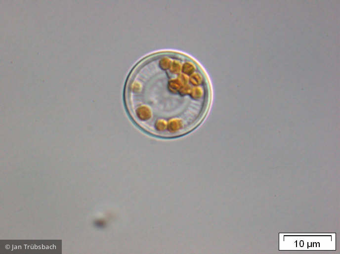Cyclotella_stelligera_1253625367 - Heterocontophyta Bacillariophyceae Centrales Discostella stelligera