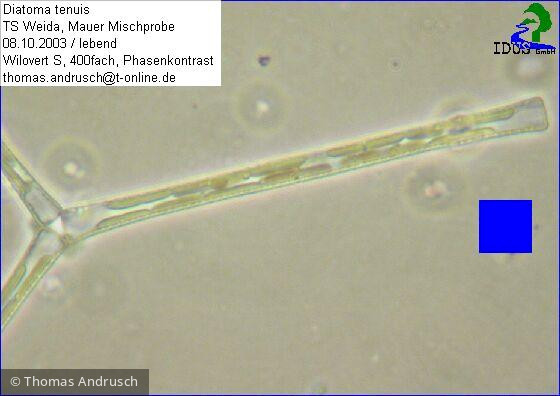 Diatoma tenuis · Heterocontophyta Bacillariophyceae Pennales · 400x