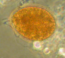 Euglena_texta_1271445861