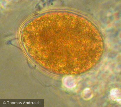 Euglena_texta_1271445861 - Euglenophyta Euglenophyceae Euglenales Euglena texta