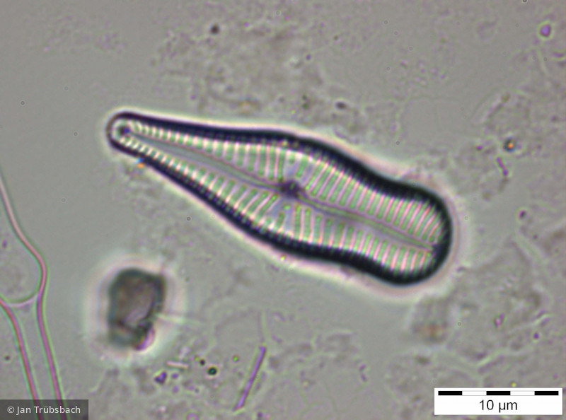 Gomphonema_truncatum_1259591437 - Heterocontophyta Bacillariophyceae Pennales Gomphonema truncatum
