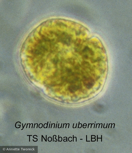 Gymnodinium_uberrimum_1219909450 - Dinophyta Dinophyceae Peridiniales Gymnodinium uberrimum