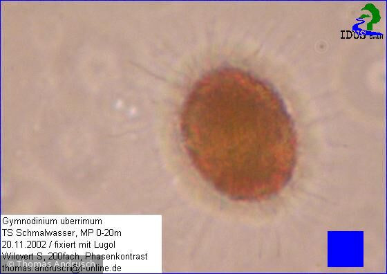 Gymnodinium_uberrimum_1238667351 - Dinophyta Dinophyceae Peridiniales Gymnodinium uberrimum