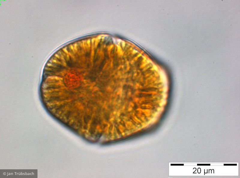 Gymnodinium_uberrimum_1249914362 - Dinophyta Dinophyceae Peridiniales Gymnodinium uberrimum