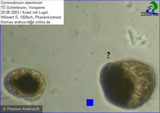 Gymnodinium_uberrimum_1238674298 - Dinophyta Dinophyceae Peridiniales Gymnodinium uberrimum