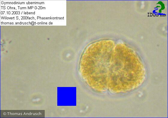 Gymnodinium_uberrimum_1238678670 - Dinophyta Dinophyceae Peridiniales Gymnodinium uberrimum