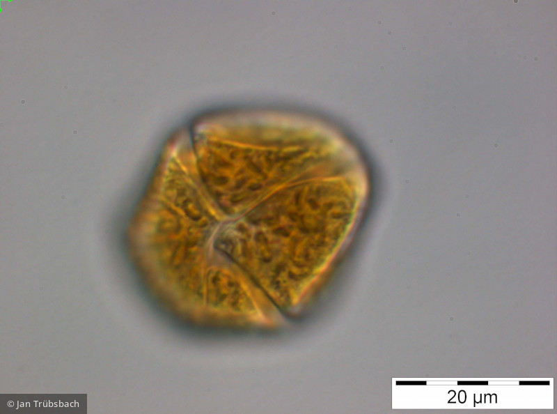 Gymnodinium_uberrimum_1249914534 - Dinophyta Dinophyceae Peridiniales Gymnodinium uberrimum