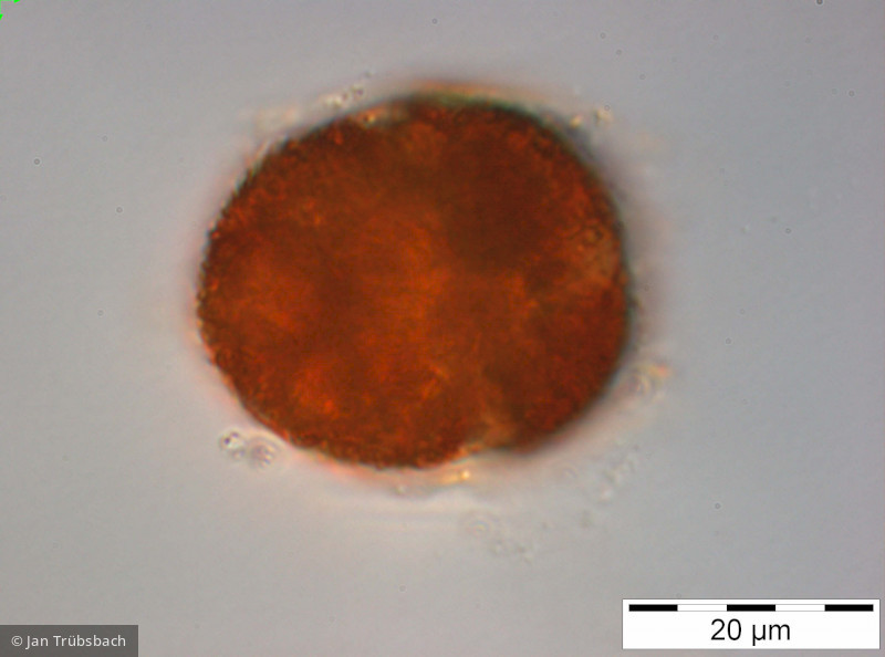 Gymnodinium_uberrimum_1249970719 - Dinophyta Dinophyceae Peridiniales Gymnodinium uberrimum