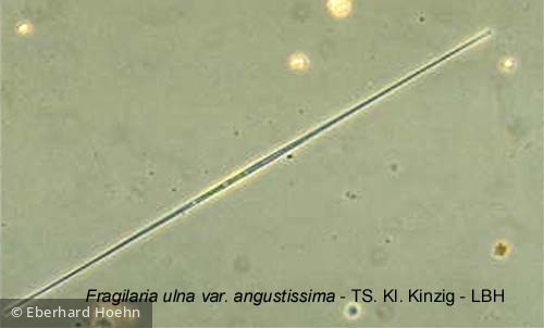 1219302494Fragilaria_ulna_angustissima_att - Heterocontophyta Bacillariophyceae Pennales Fragilaria grunowii