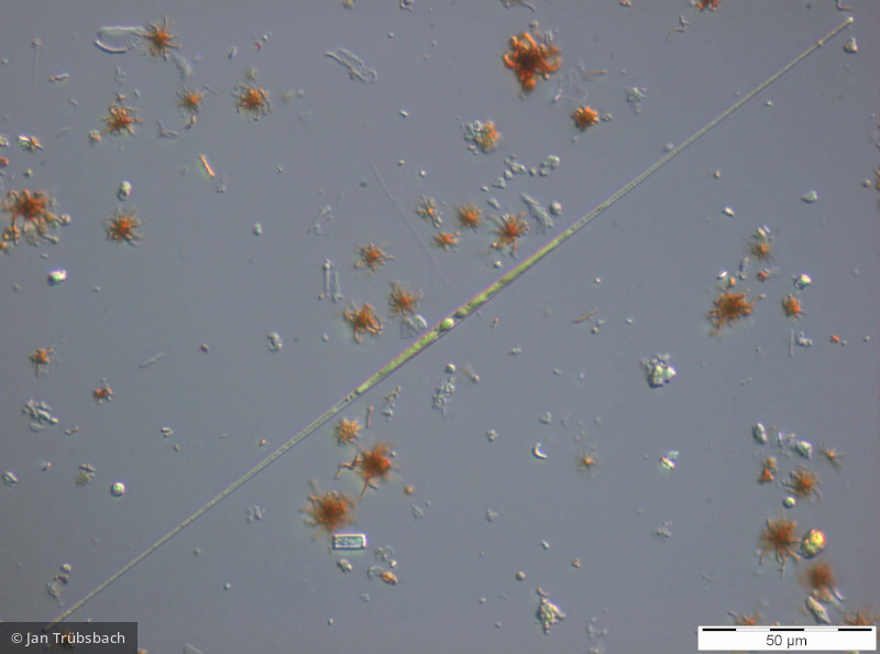 Heterocontophyta Bacillariophyceae Pennales Fragilaria grunowii