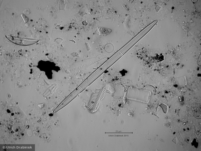 Heterocontophyta Bacillariophyceae Pennales Ulnaria ulna