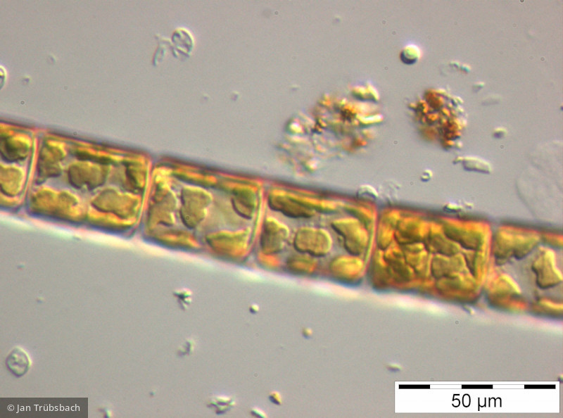 Melosira_varians_1229415856 - Heterocontophyta Bacillariophyceae Centrales Melosira varians
