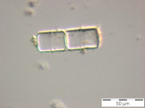 Melosira_varians_1229418070