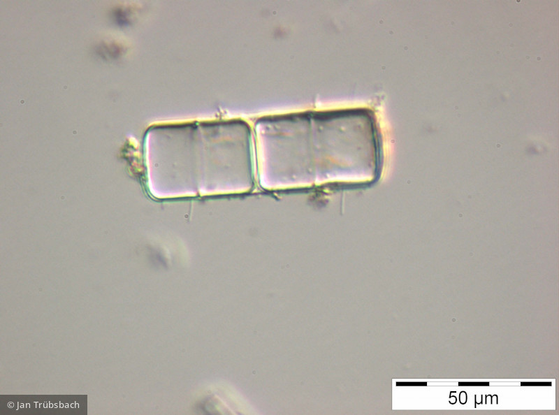 Melosira_varians_1229418070 - Heterocontophyta Bacillariophyceae Centrales Melosira varians