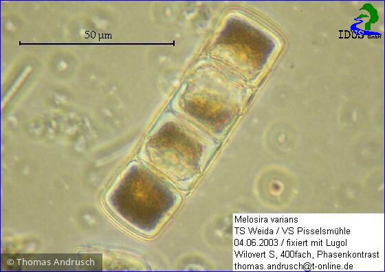 Melosira_varians_1238659225 - Heterocontophyta Bacillariophyceae Centrales Melosira varians