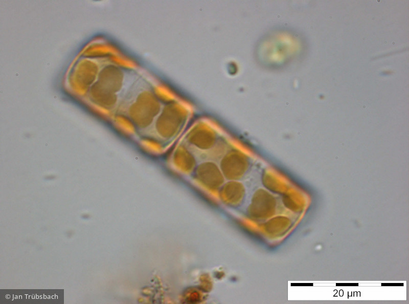 Melosira_varians_1255349148 - Heterocontophyta Bacillariophyceae Centrales Melosira varians