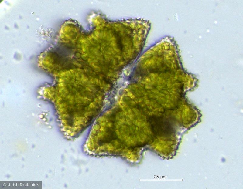 Chlorophyta Conjugatophyceae Desmidiales Euastrum verrucosum