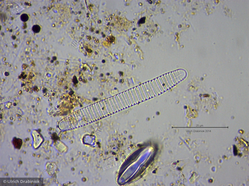 Heterocontophyta Bacillariophyceae Pennales Diatoma vulgaris