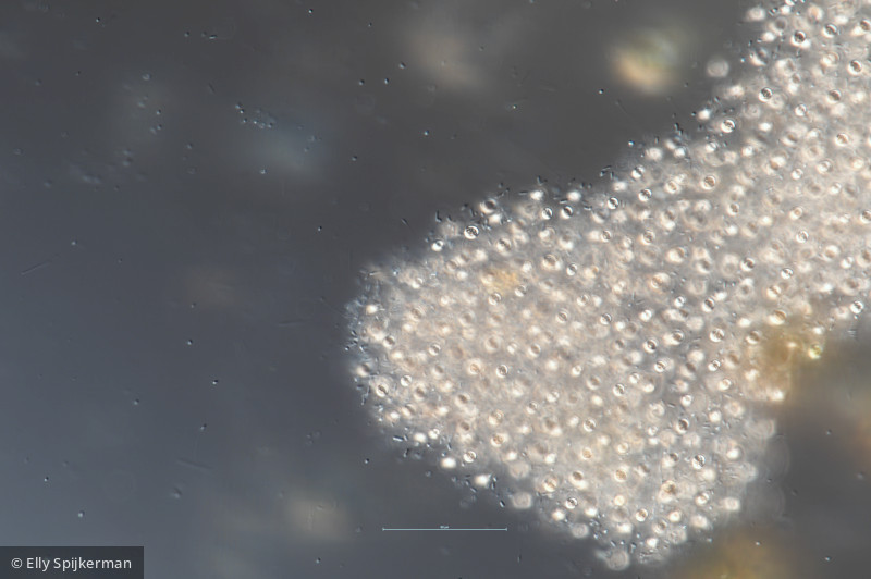 Cyanobacteria Cyanobacteria Chroococcales Microcystis aeruginosa