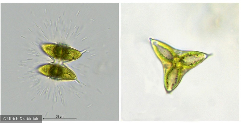 Chlorophyta Conjugatophyceae Desmidiales Staurodesmus dejectus