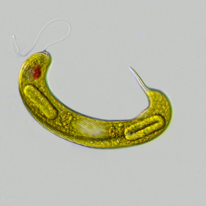 Lepocinclis oxyuris