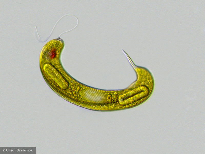 Euglenophyta Euglenophyceae Euglenales Lepocinclis oxyuris