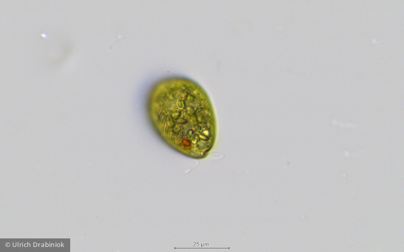 Euglenophyta Euglenophyceae Euglenales Euglena texta