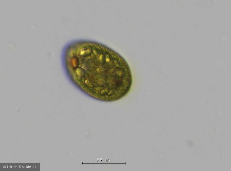 Euglenophyta Euglenophyceae Euglenales Euglena texta
